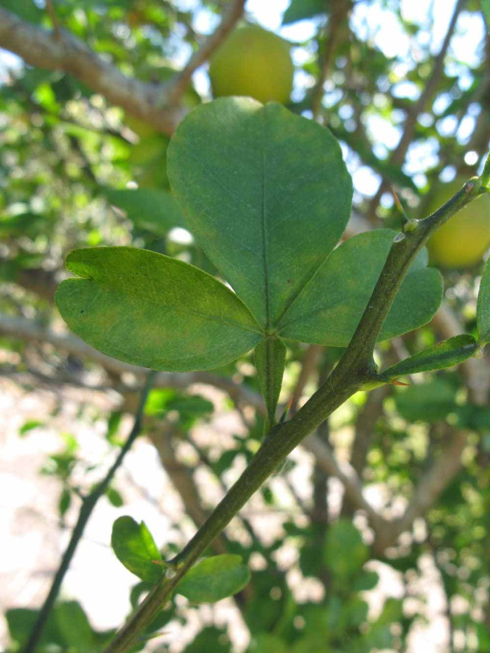              Trifoliolate leaf (Winter Haven, FL)       